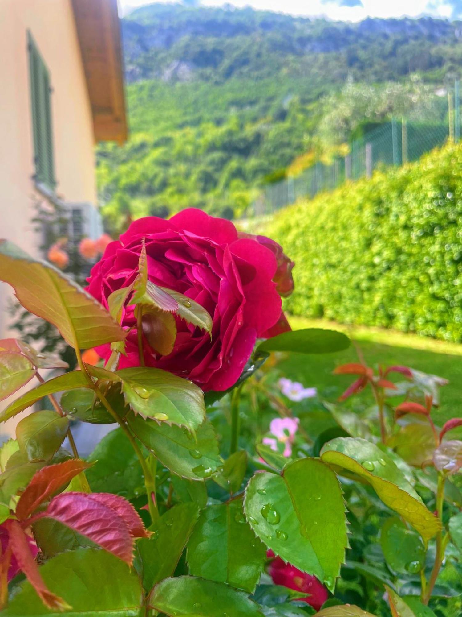 Comacina Villa Como Exteriör bild