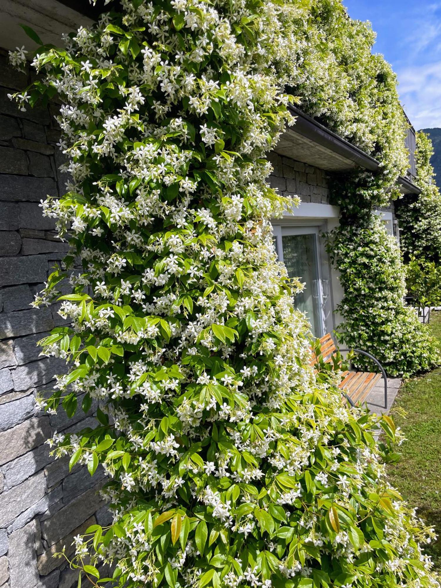 Comacina Villa Como Exteriör bild